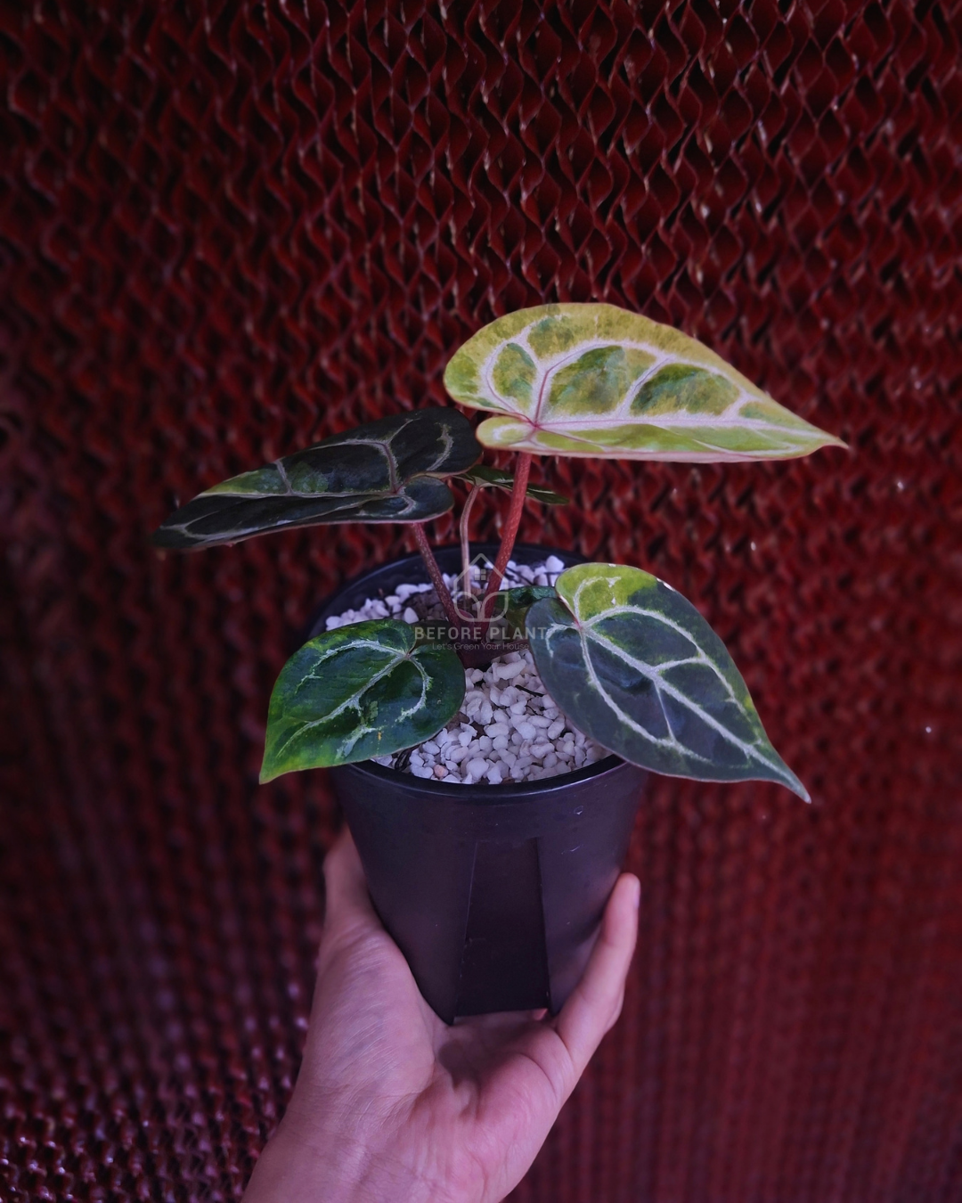 Anthurium Michelle Var x SKG Pink Lemonade Black Widow Michelle