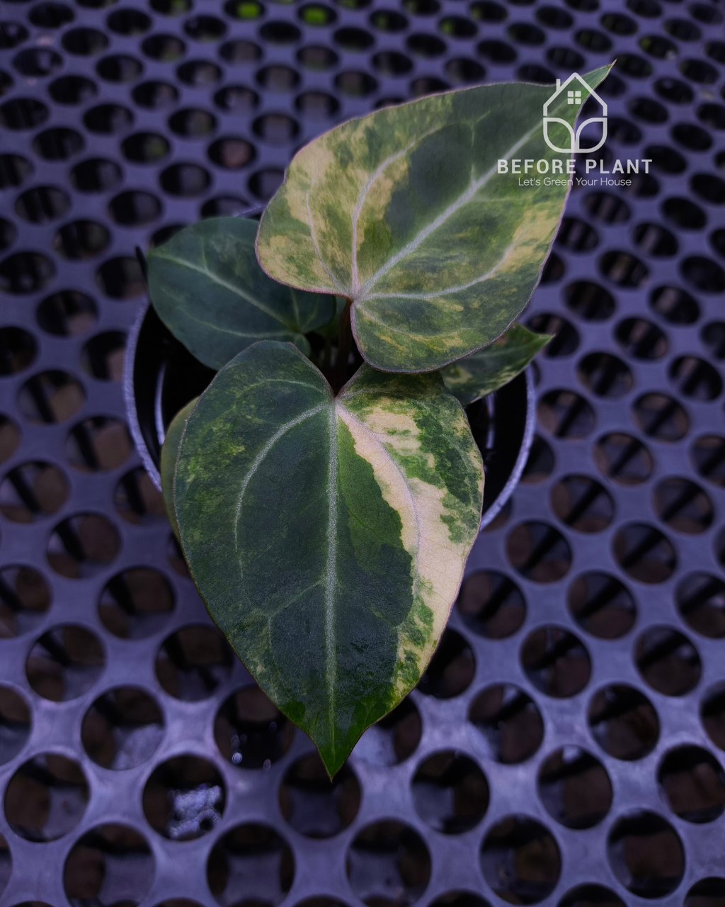 Anthurium Black Venom x Angela Black Widow