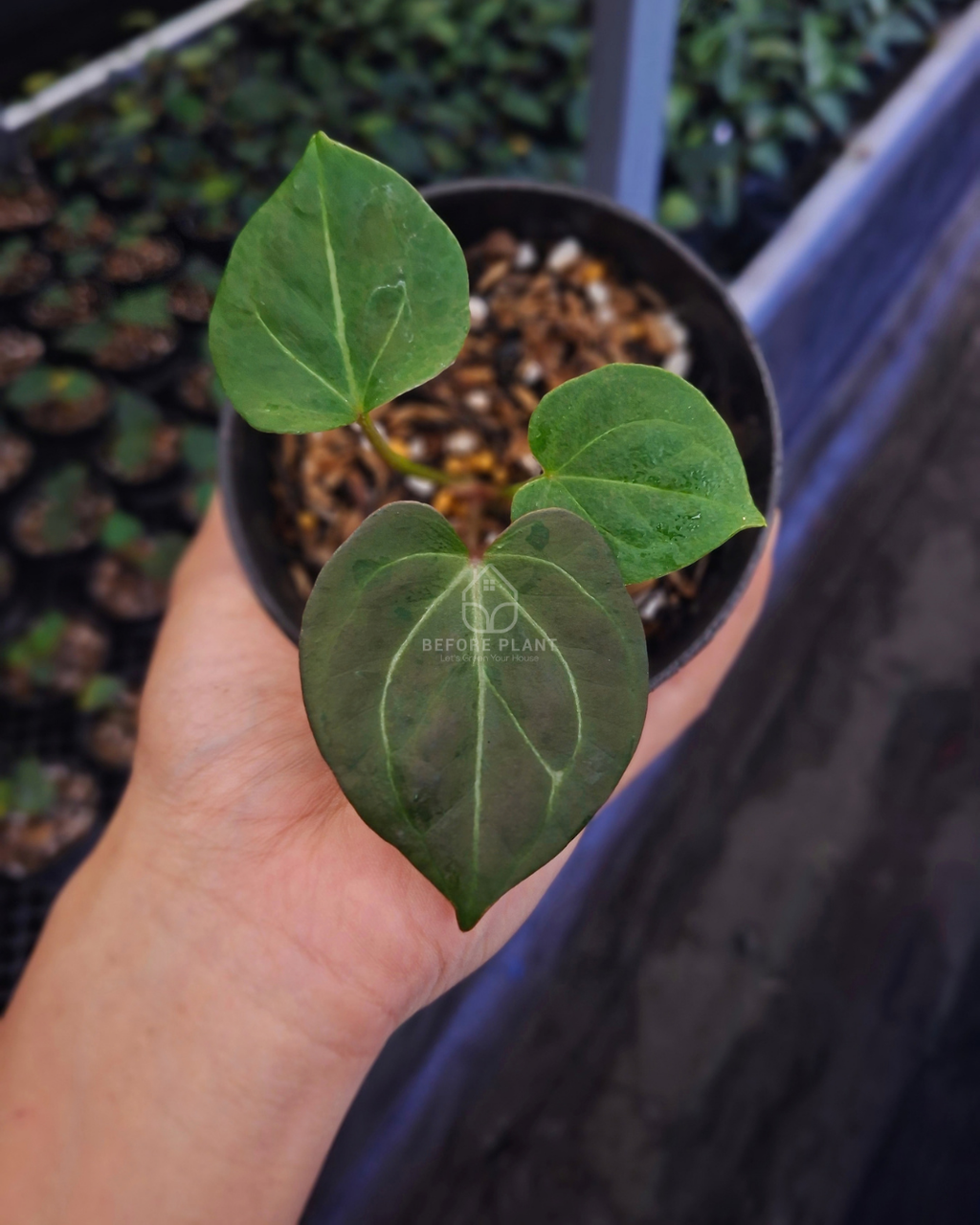 Anthurium King Of Spades / HU