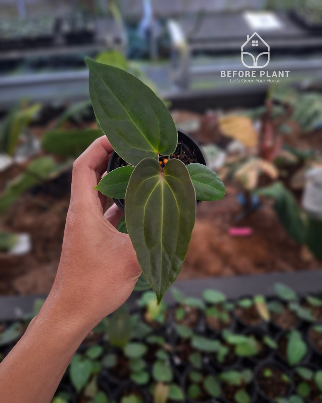 Anthurium Indigo x Papi Var AOSTezula