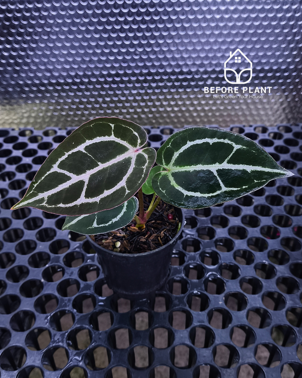 Anthurium Panglima x Black Velvet Indo Type ( BVIT )