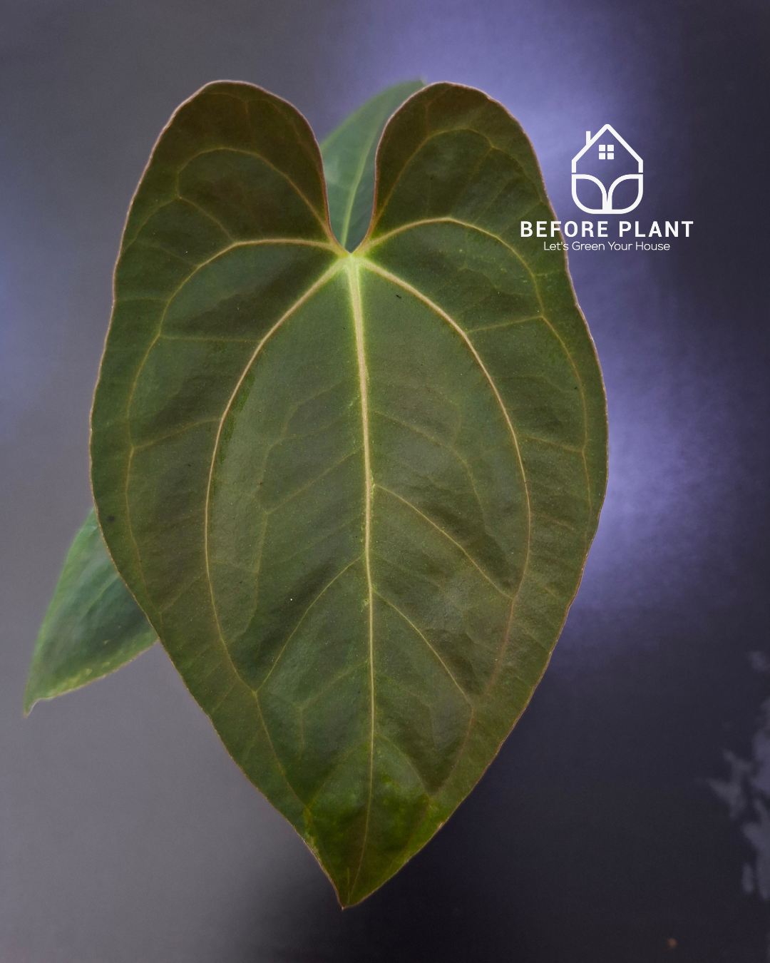 Anthurium Papillilaminum Var Aos Tezula x Self