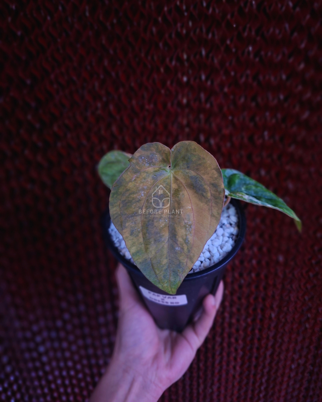 Anthurium Papi Variegated x Dressleri RG