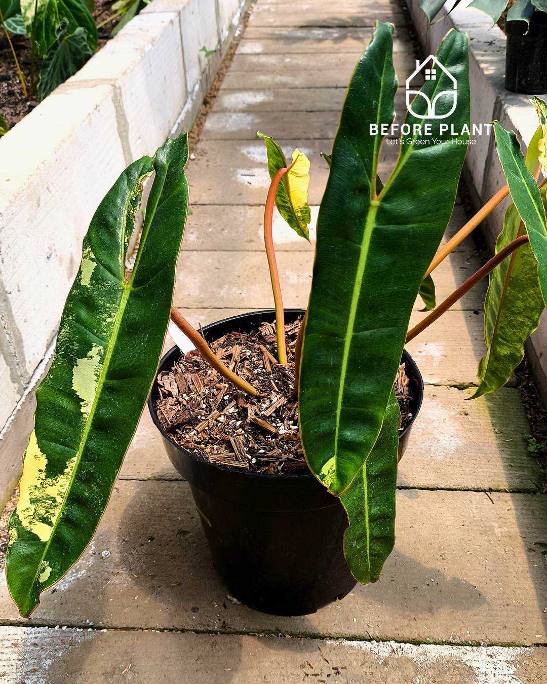Philodendron Billietiae Variegated