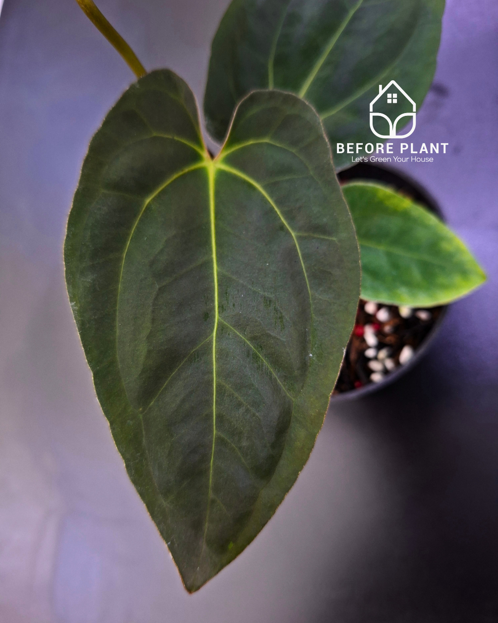 Anthurium Papillilaminum Var Aos Tezula x Self