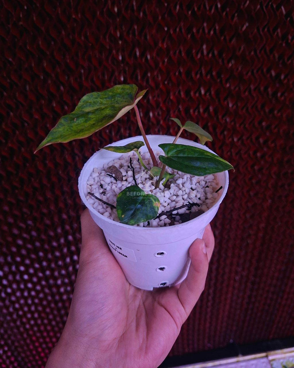 Anthurium Papi Variegated x Rhalp Lynam