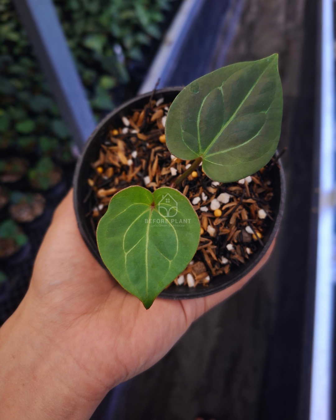 Anthurium King Of Spades / HU