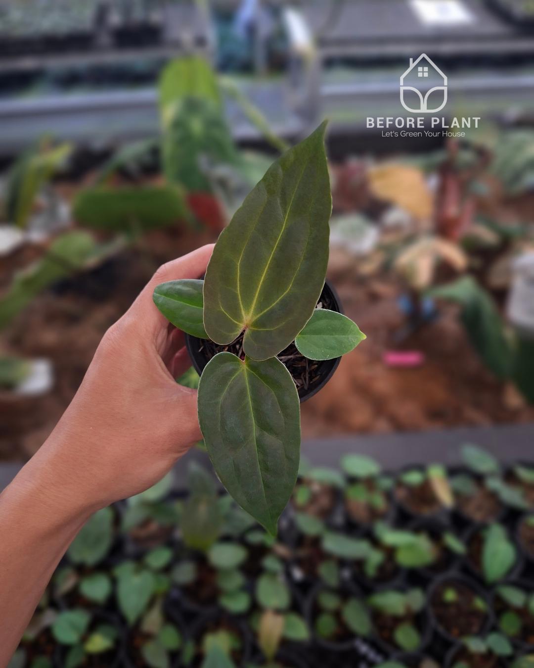 Anthurium Indigo x Papi Var AOSTezula