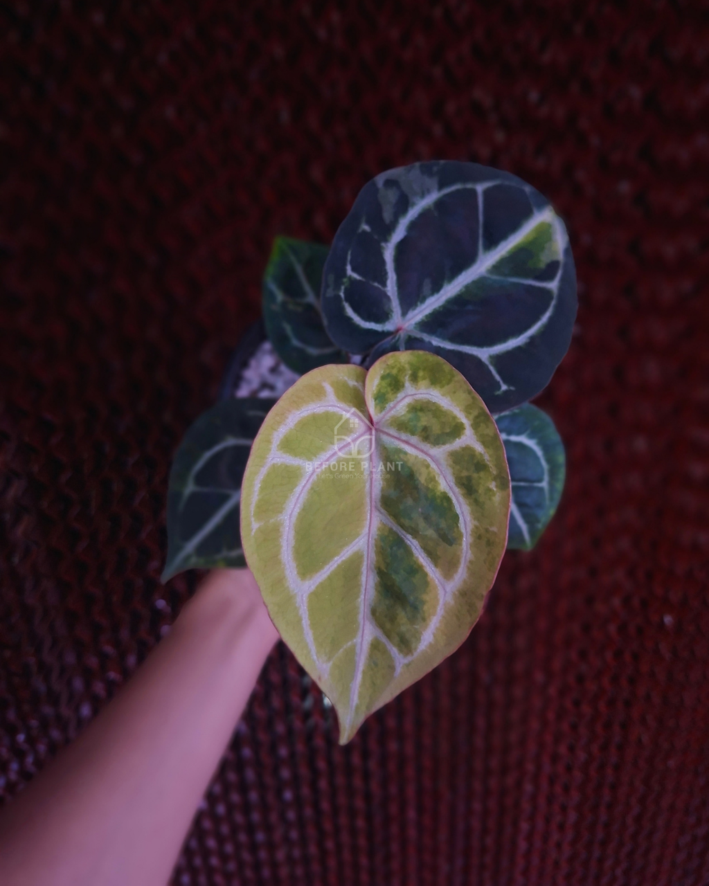Anthurium Michelle Var x SKG Pink Lemonade Black Widow Michelle