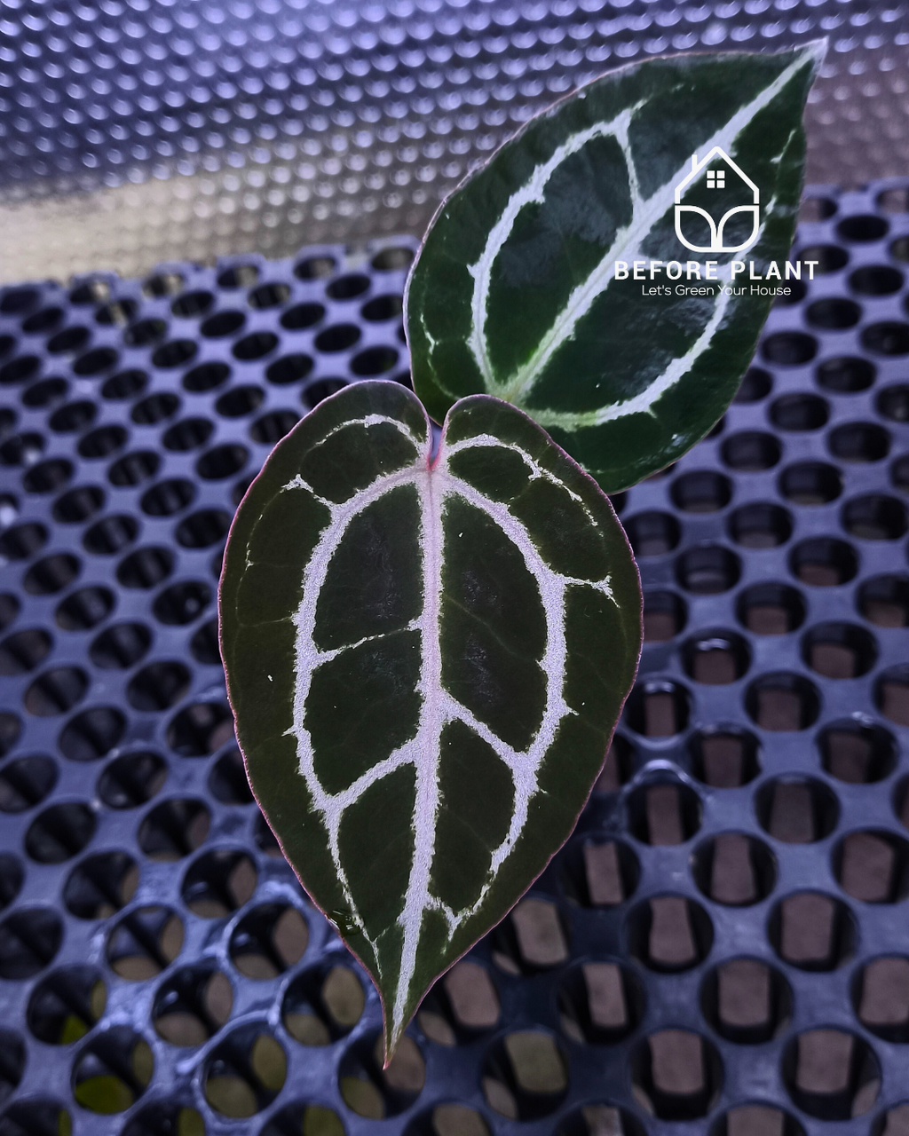 Anthurium Panglima x Black Velvet Indo Type ( BVIT )