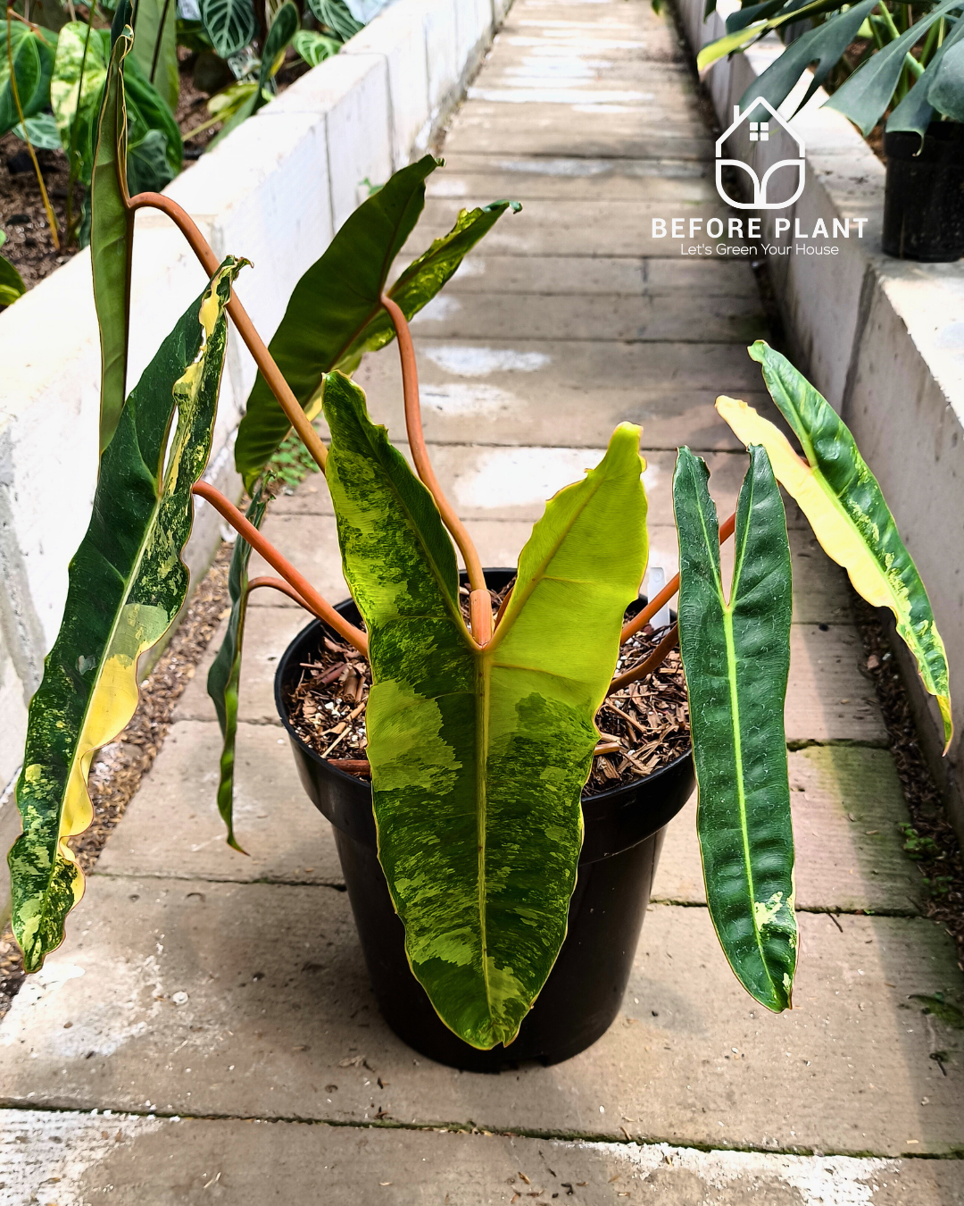 Philodendron Billietiae Variegated