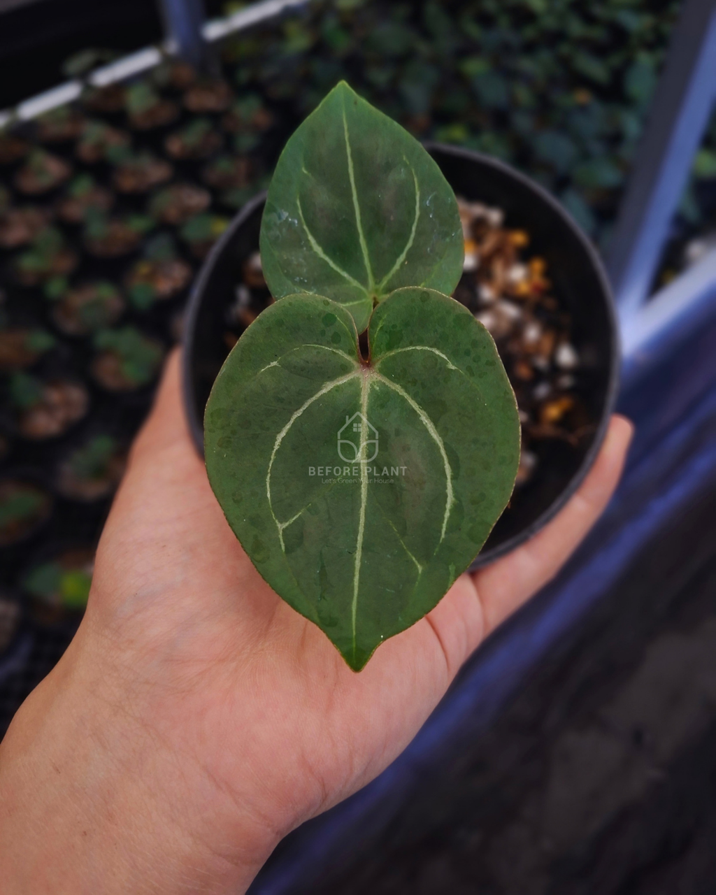 Anthurium King Of Spades / HU
