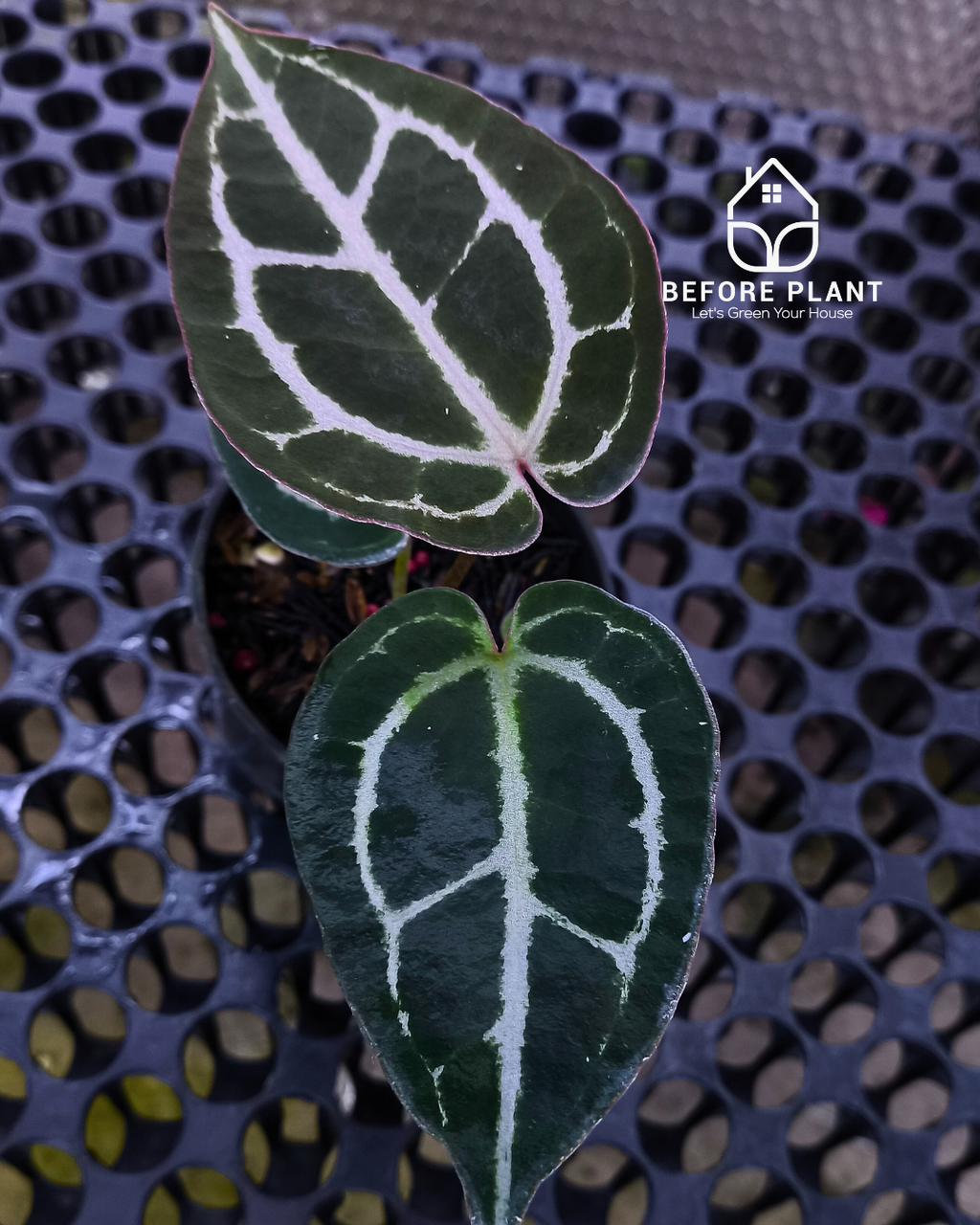 Anthurium Panglima x Black Velvet Indo Type ( BVIT )