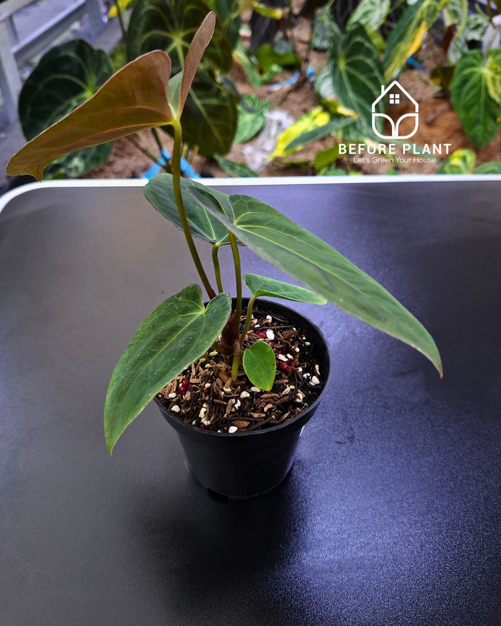 Anthurium Papillilaminum Var Aos Tezula x Self