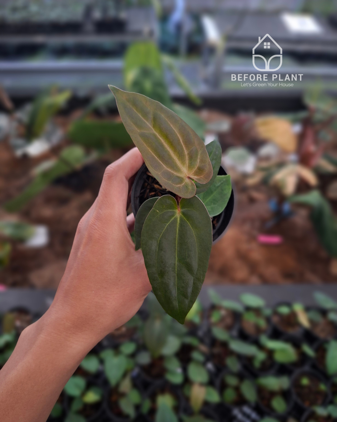 Anthurium Indigo x Papi Var AOSTezula