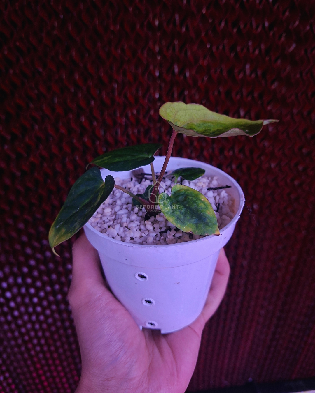 Anthurium Papi Variegated x Rhalp Lynam