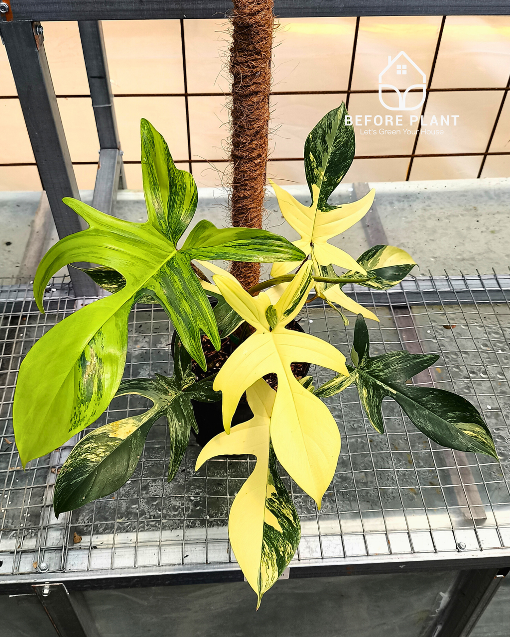 philodendron florida alba beauty Philodendron Florida Beauty – Beforeplant