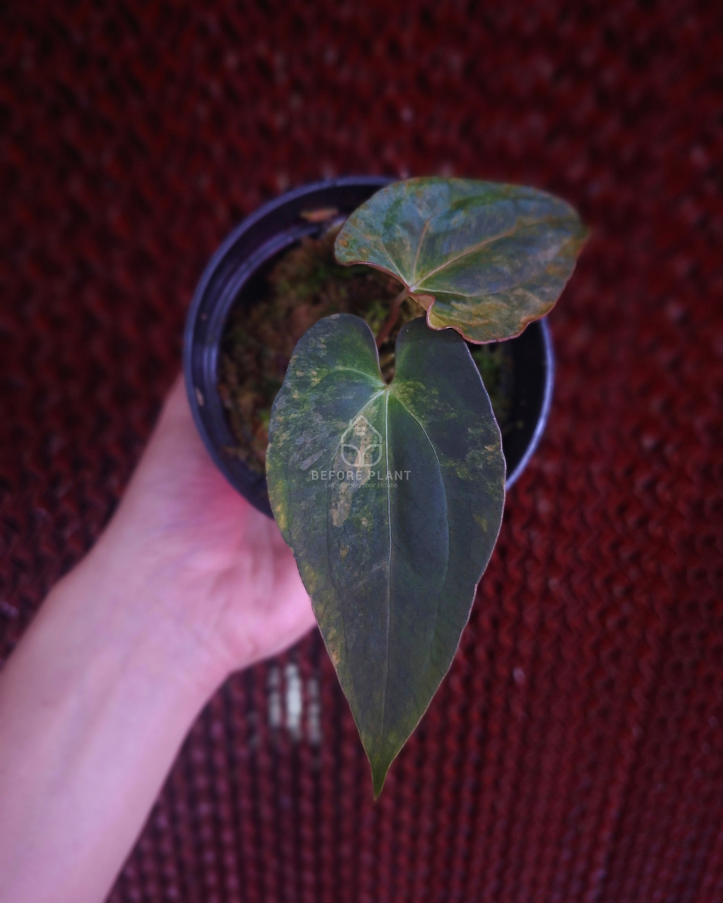 Anthurium Rusty long x Rhalp Lynam