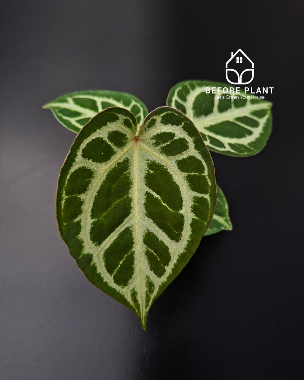 Anthurium Fort Sherman x Michelle Pink