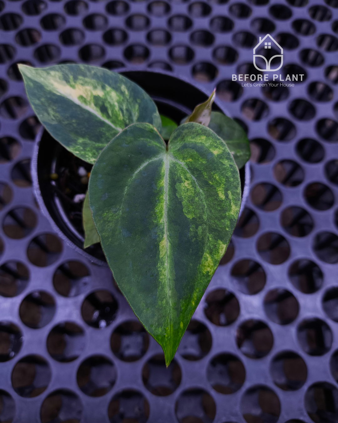 Anthurium Black Venom x Angela Black Widow