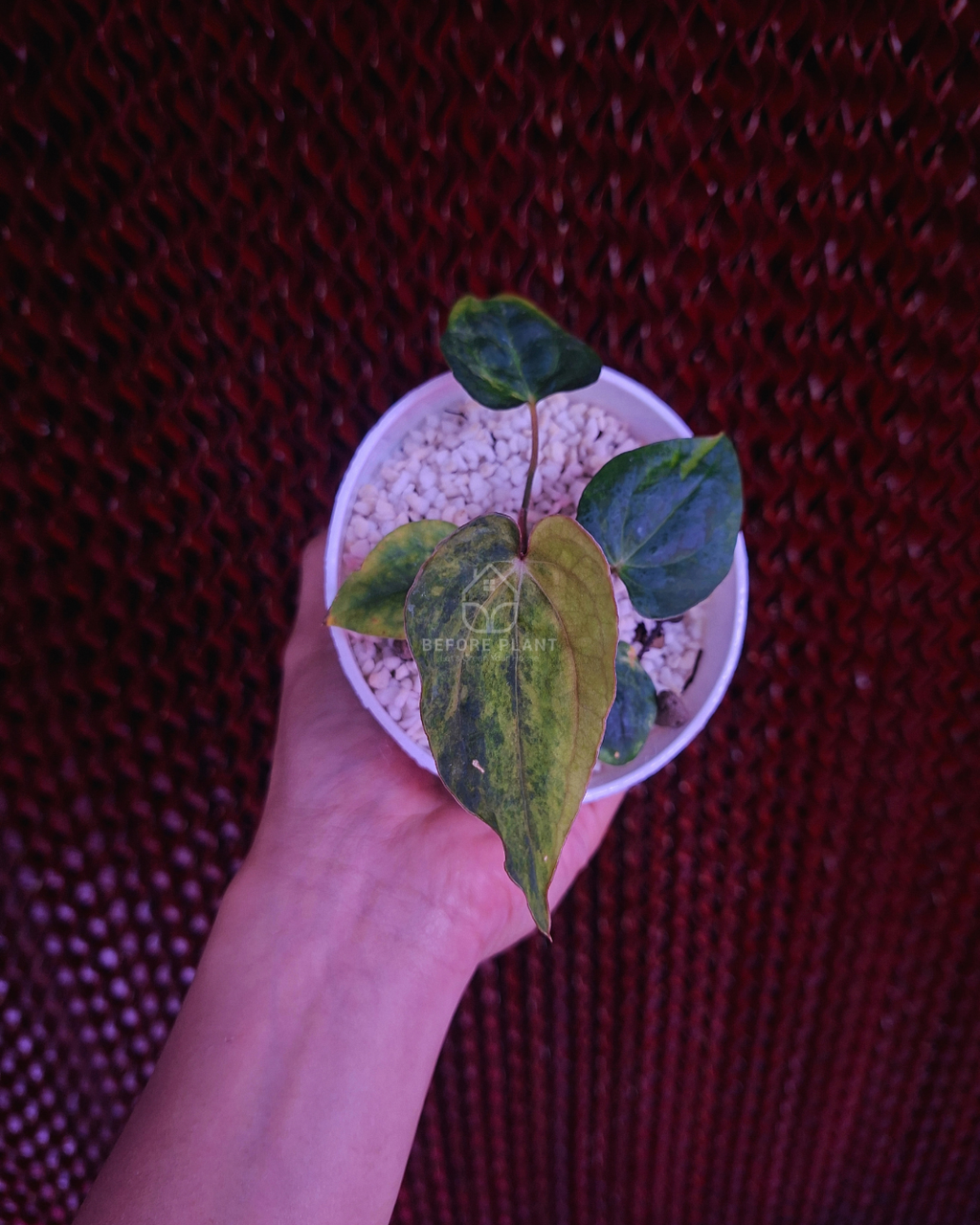 Anthurium Papi Variegated x Rhalp Lynam