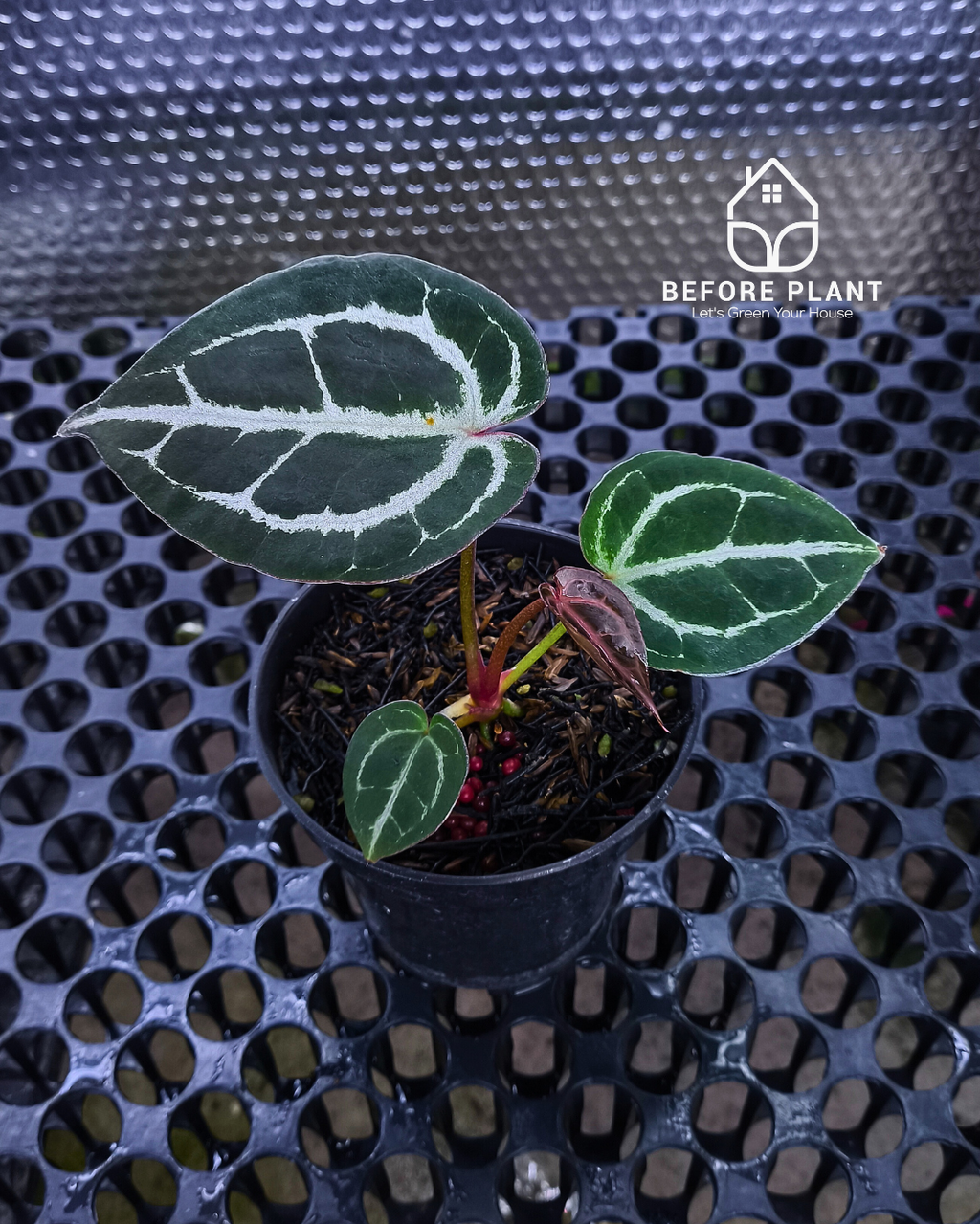 Anthurium Panglima x Black Velvet Indo Type ( BVIT )