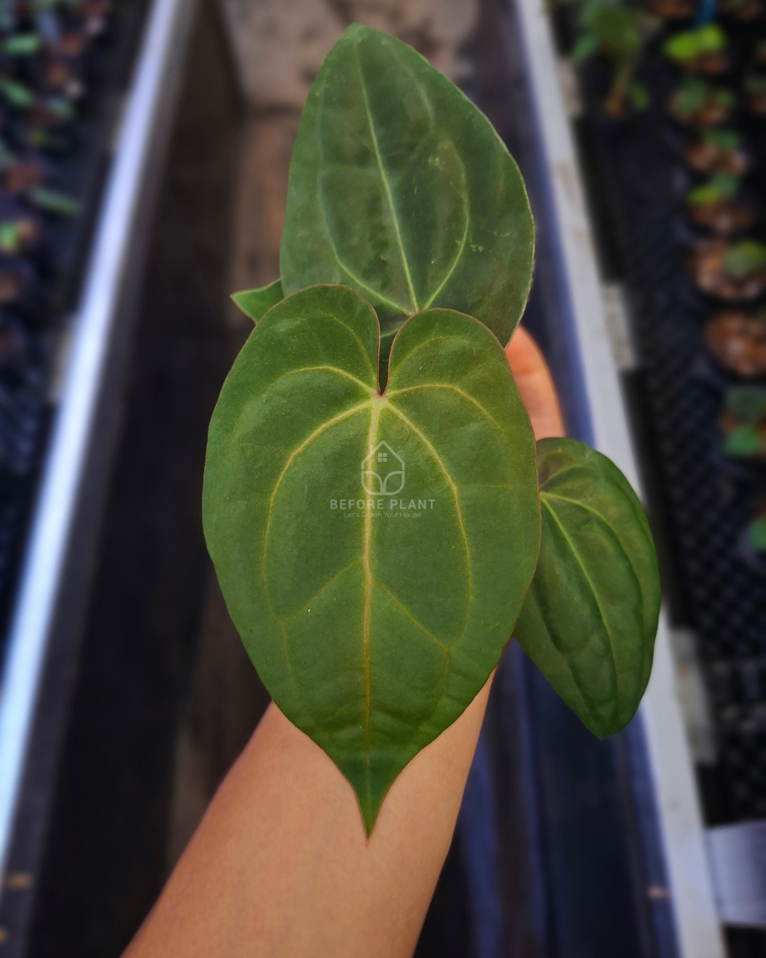Anthurium Papillilaminum x Michelle