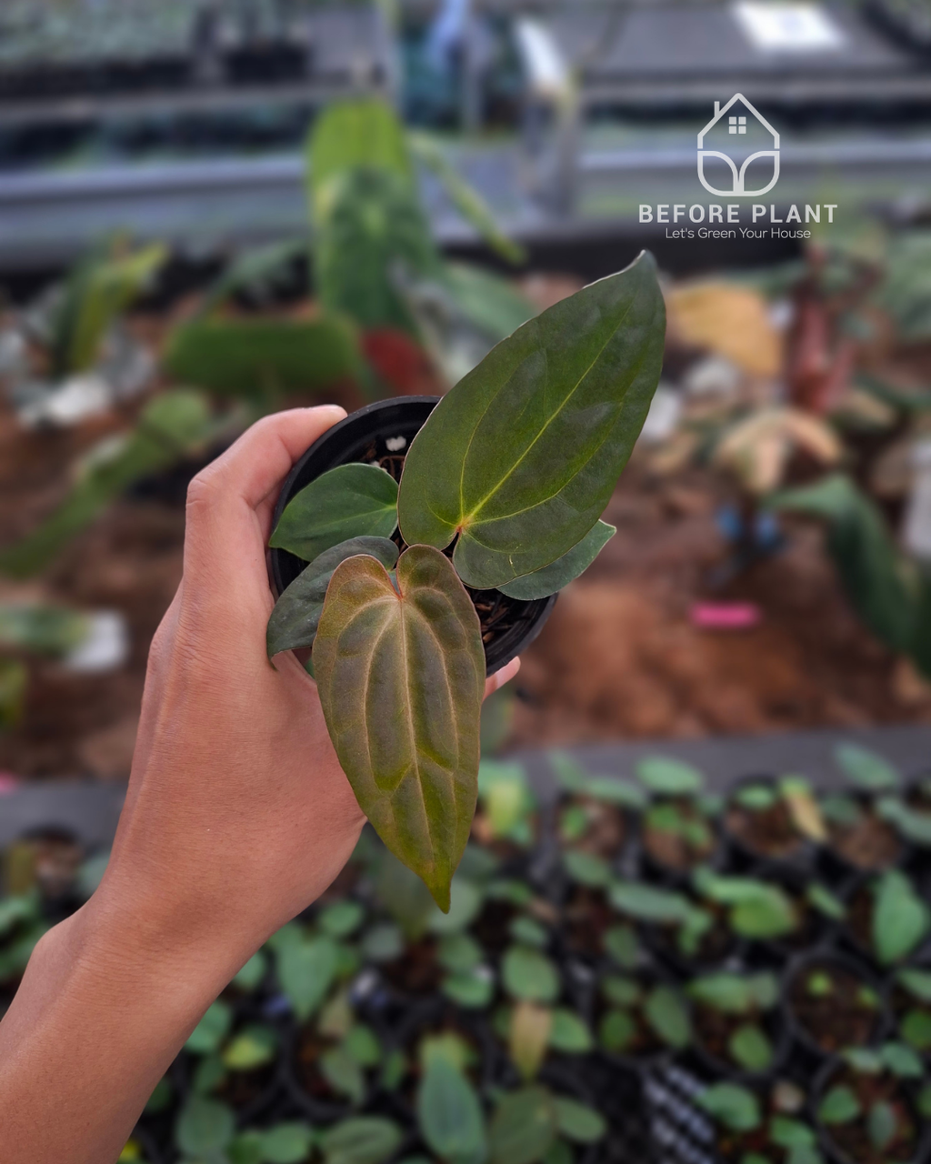 Anthurium Indigo x Papi Var AOSTezula