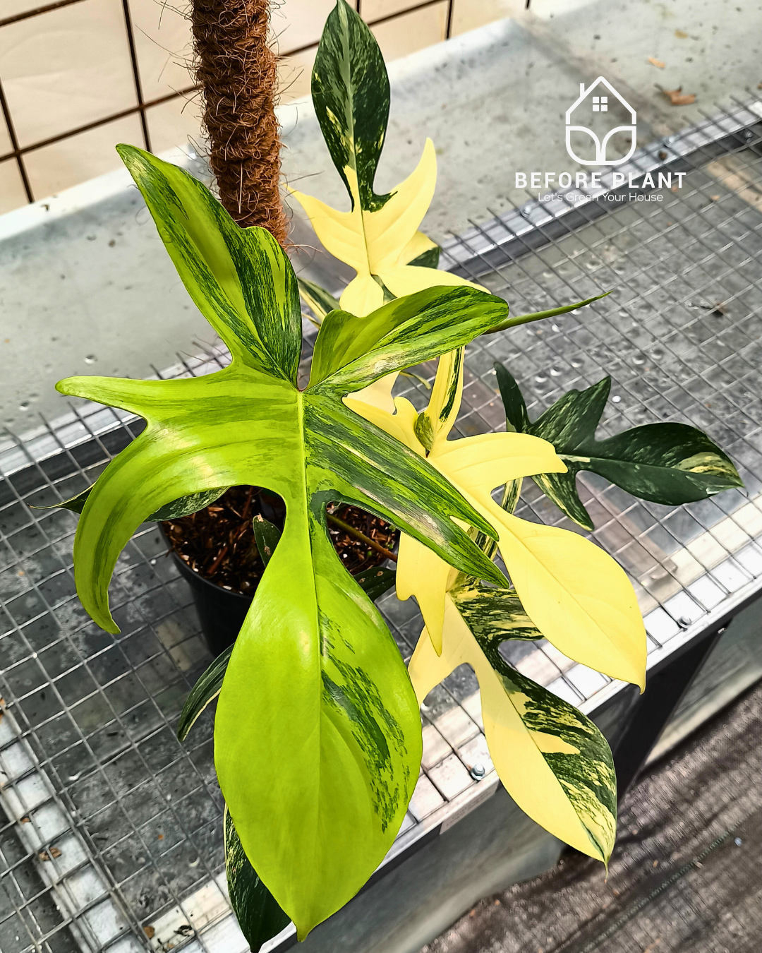 Philodendron Florida Beauty