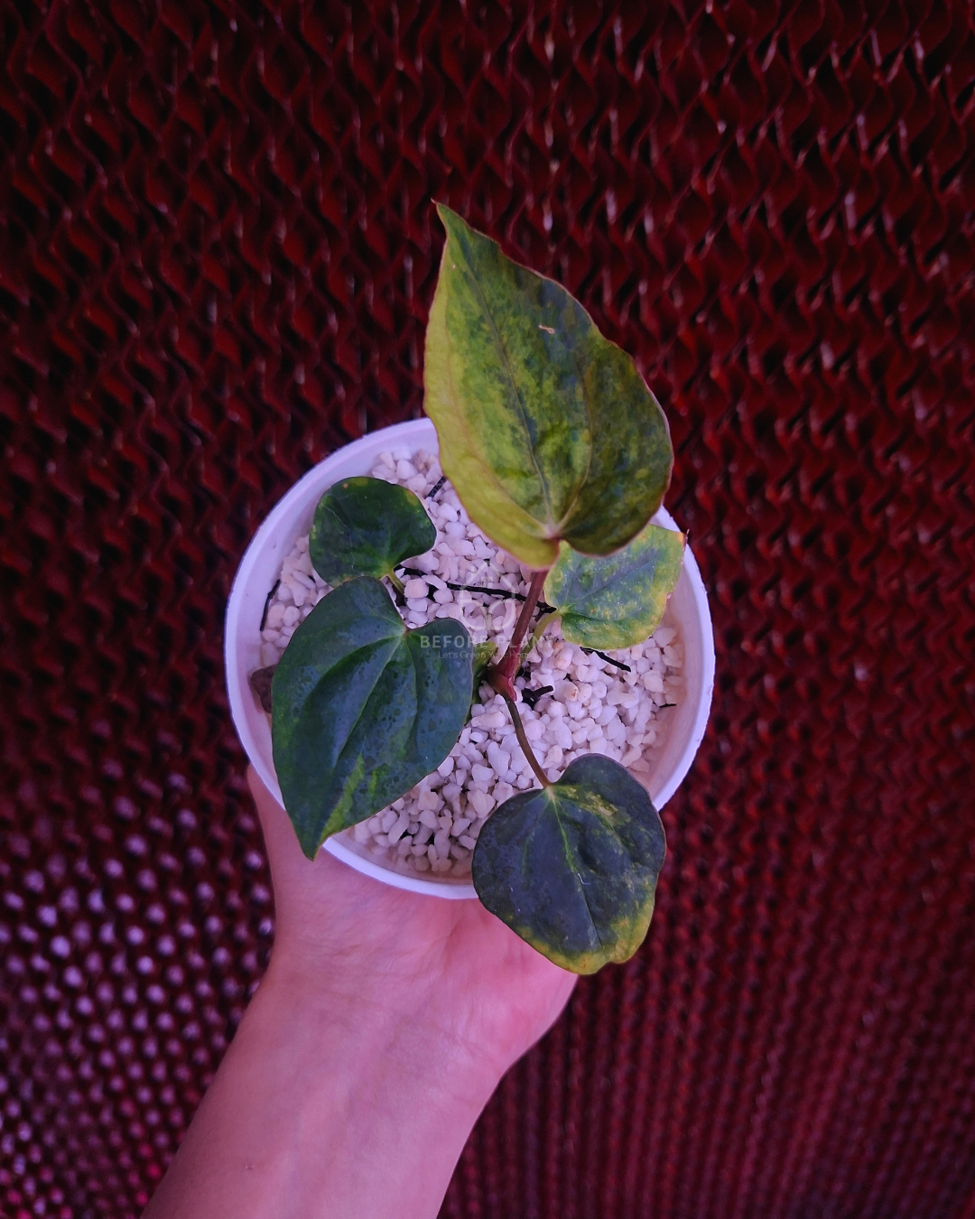 Anthurium Papi Variegated x Rhalp Lynam