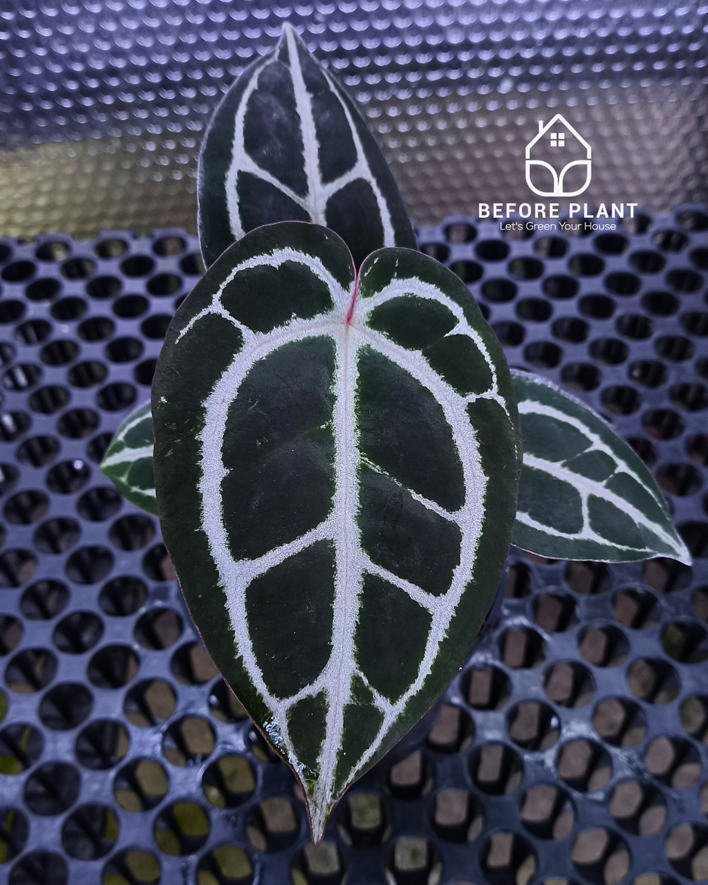 Anthurium Panglima x Black Velvet Indo Type ( BVIT )