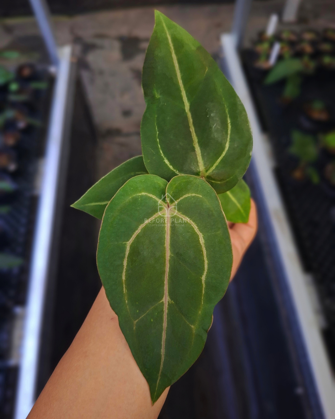 Anthurium Papillilaminum x Michelle