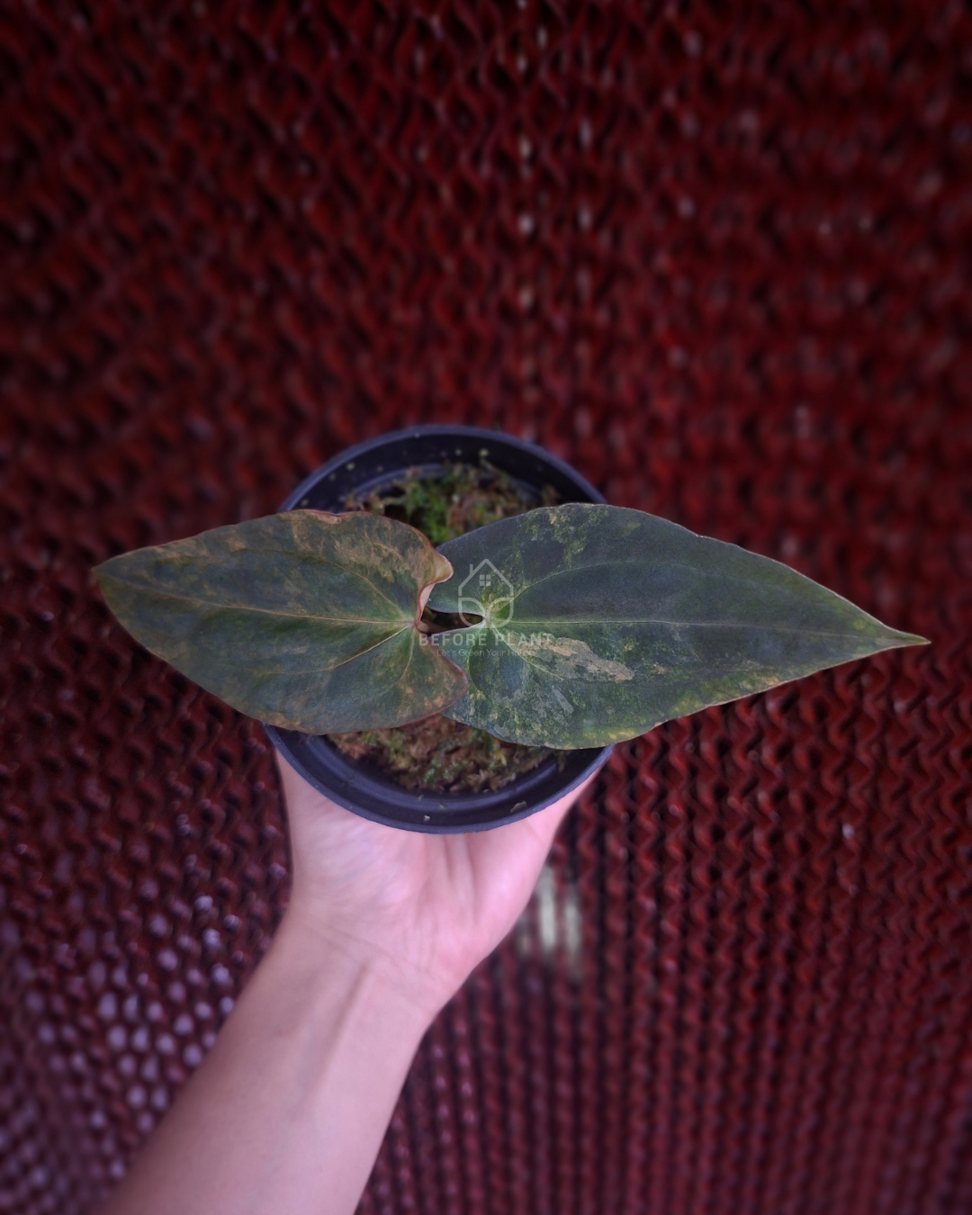 Anthurium Rusty long x Rhalp Lynam