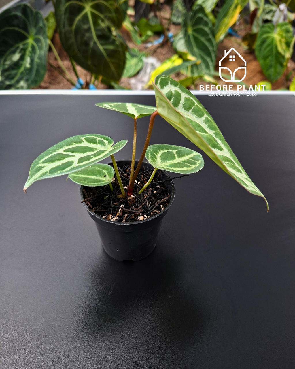 Anthurium Fort Sherman x Michelle Pink