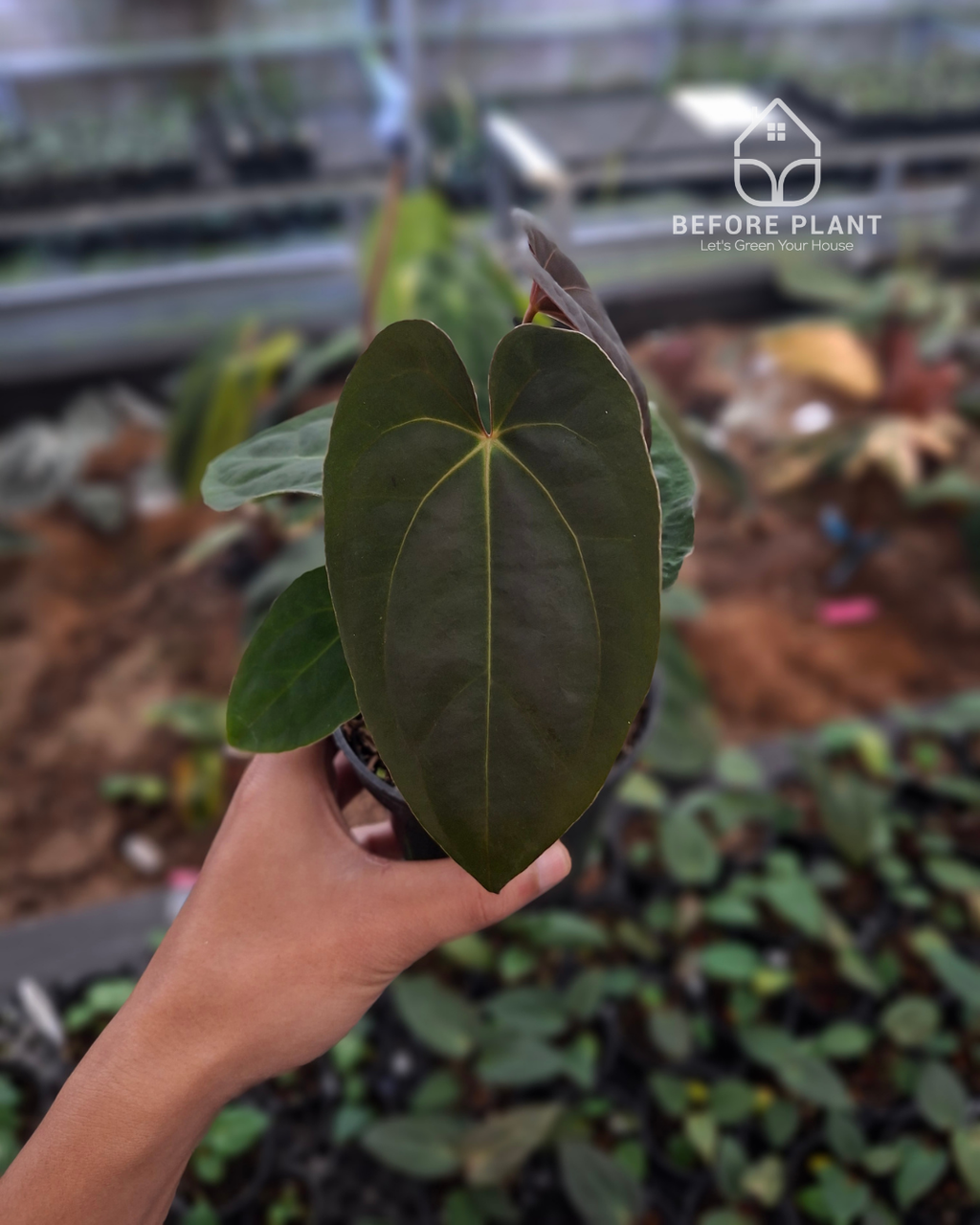Anthurium Papillilaminum Variegated AOS Tezula x Self