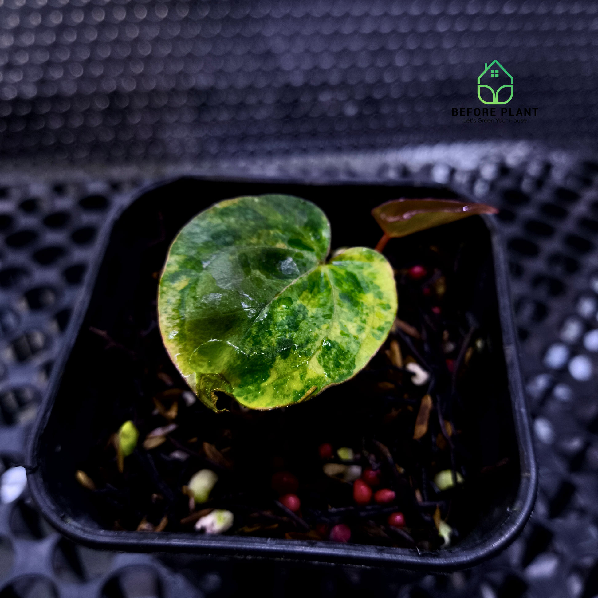 Anthurium Golden Sunrise x Red Vein Dark Phoenix (RVDP)