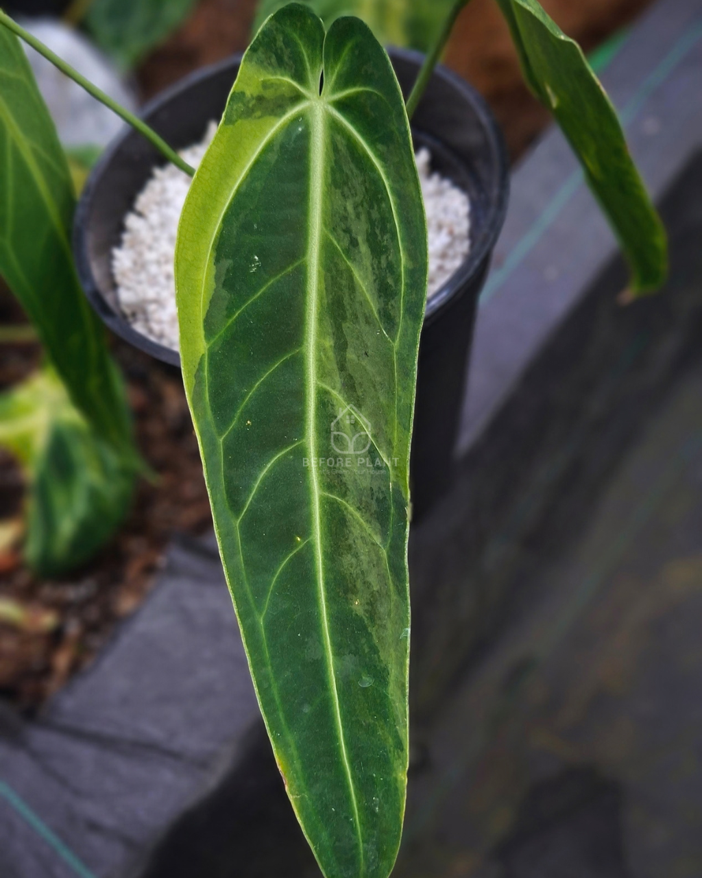 Anthurium Warocqueanum Dark Form Variegated