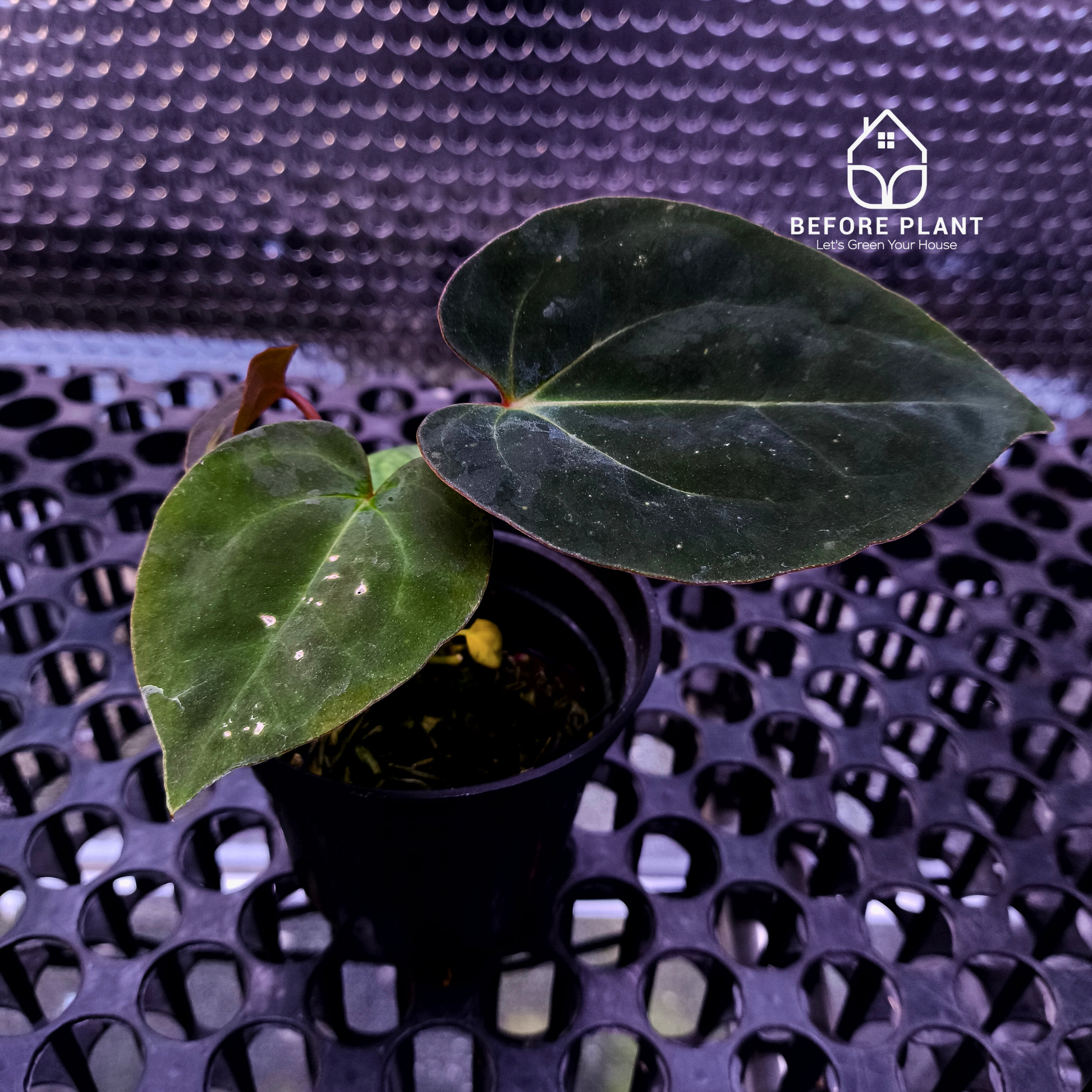 Anthurium Night Queen X Red Crystallinum