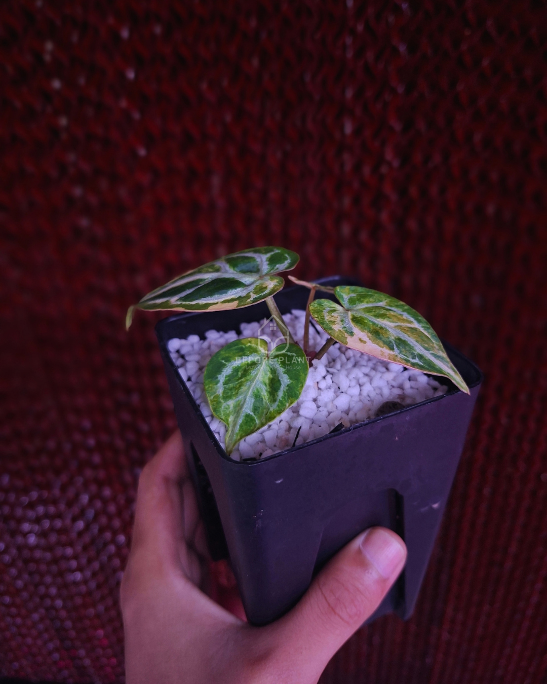 Anthurium Magna x Hellboy