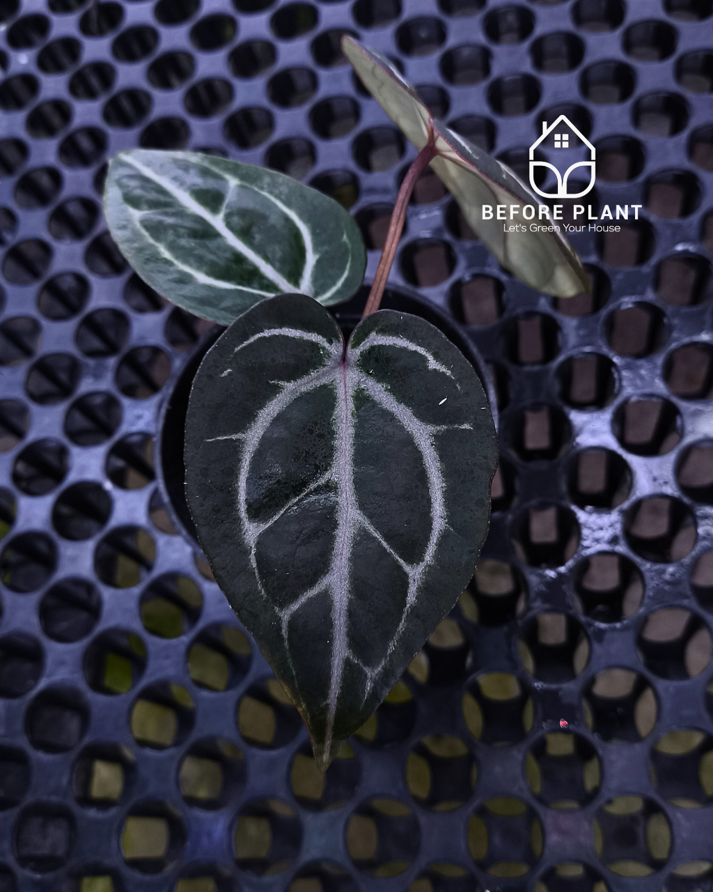 Anthurium Michelle X BVIT ZM RED