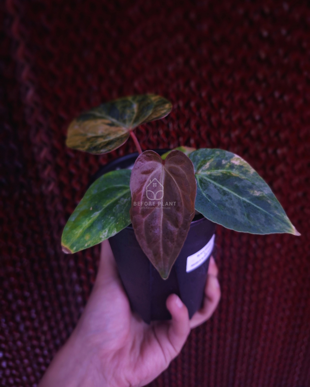 Anthurium Black Venom x Angela Black Widow ( Variegated Form )