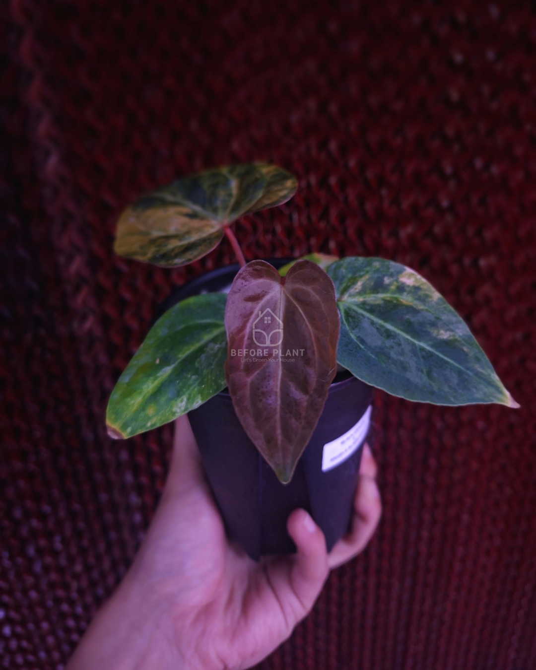Anthurium Black Venom x Angela Black Widow ( Variegated Form )