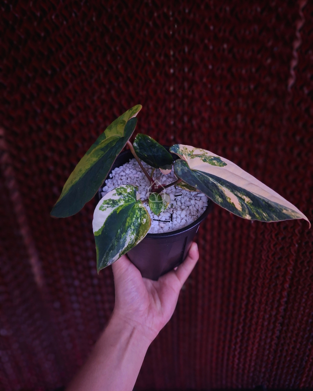 Anthurium Papi Var Magnificum x Night Dragon