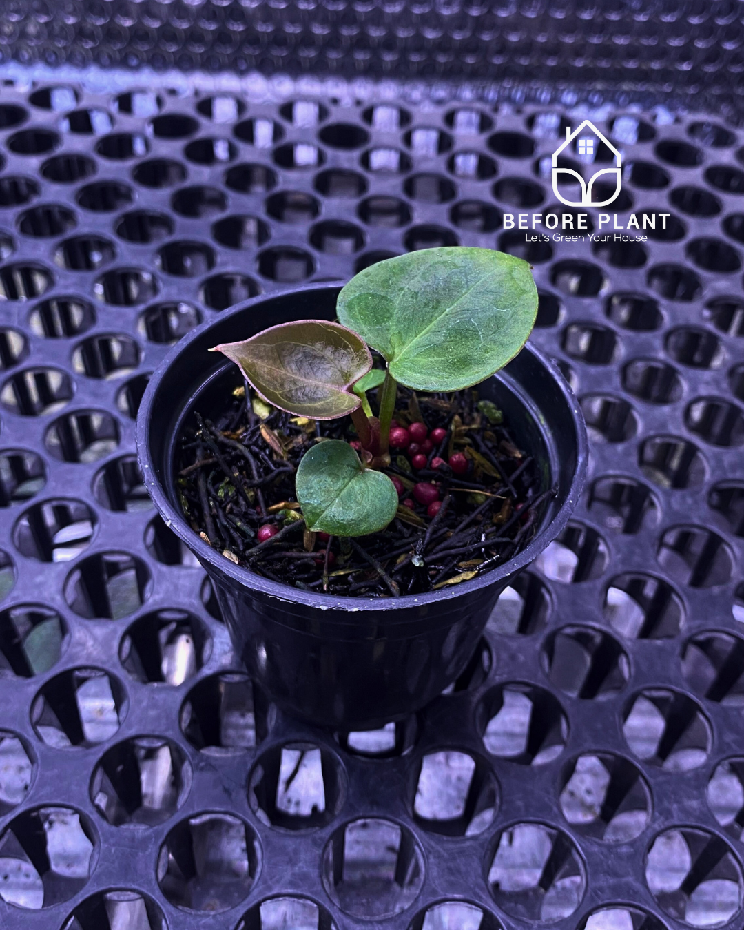 Anthurium King of Spades (HU) Seedling