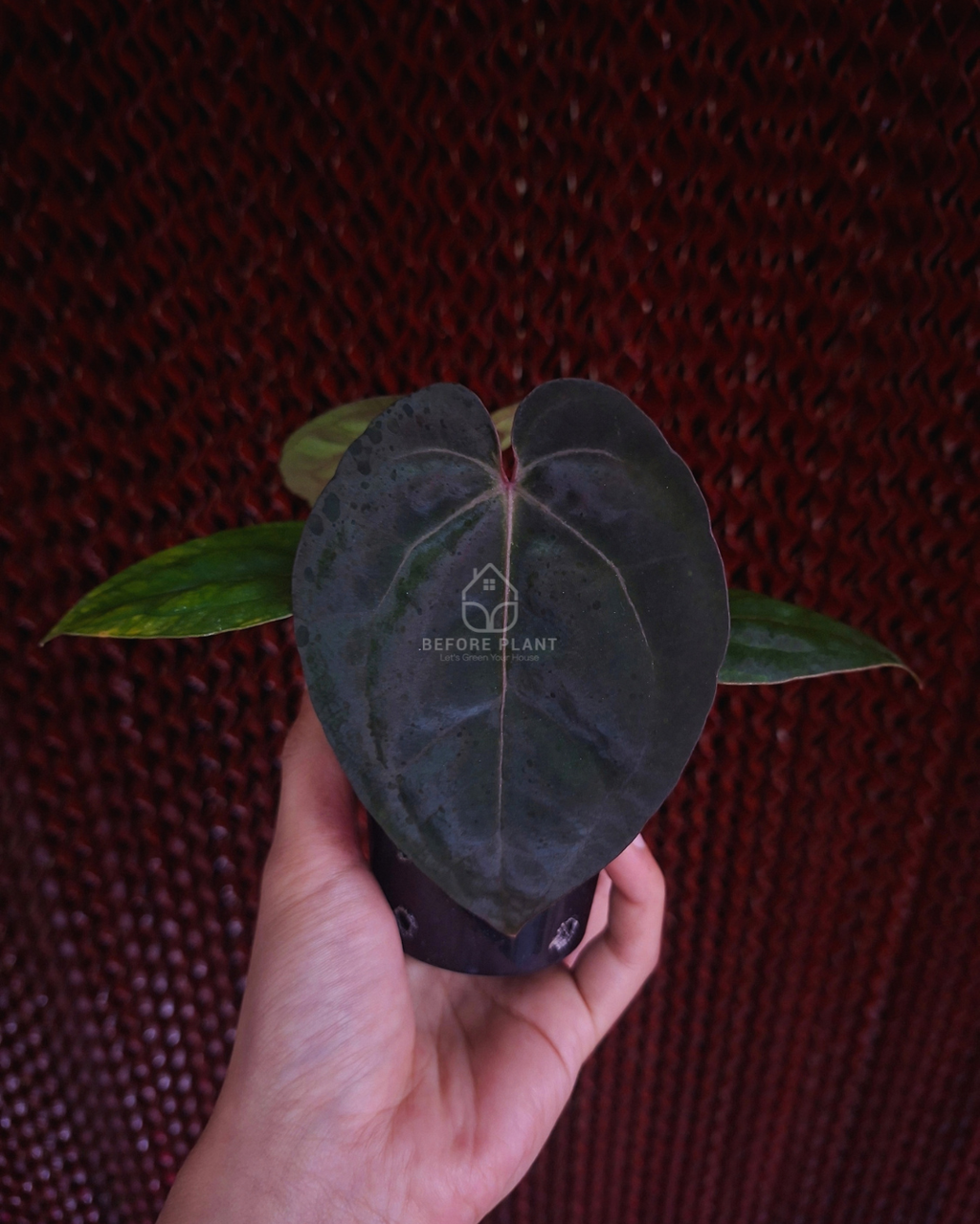 Anthurium Michelle x Papi Var Dressleri