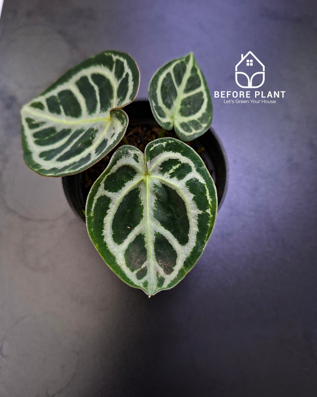 Anthurium Dorayaki x Red Tiger
