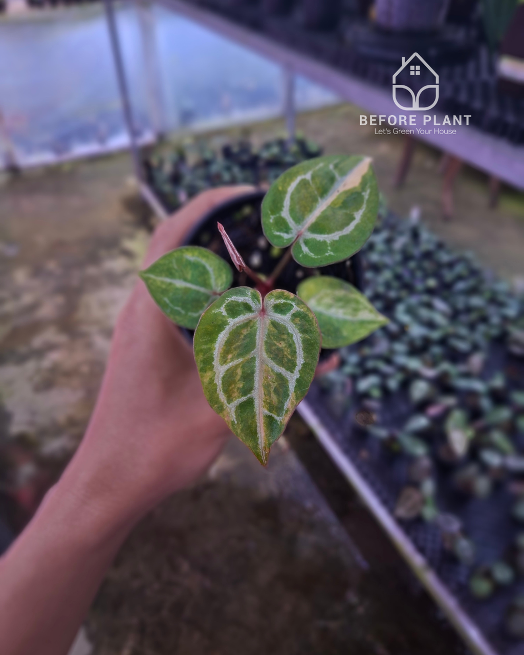 Anthurium Red Space x Mojang Geulis
