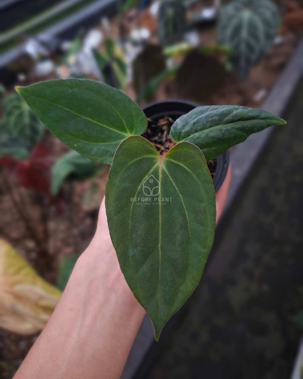 Anthurium Indigo x Papi Var AOS Tezula