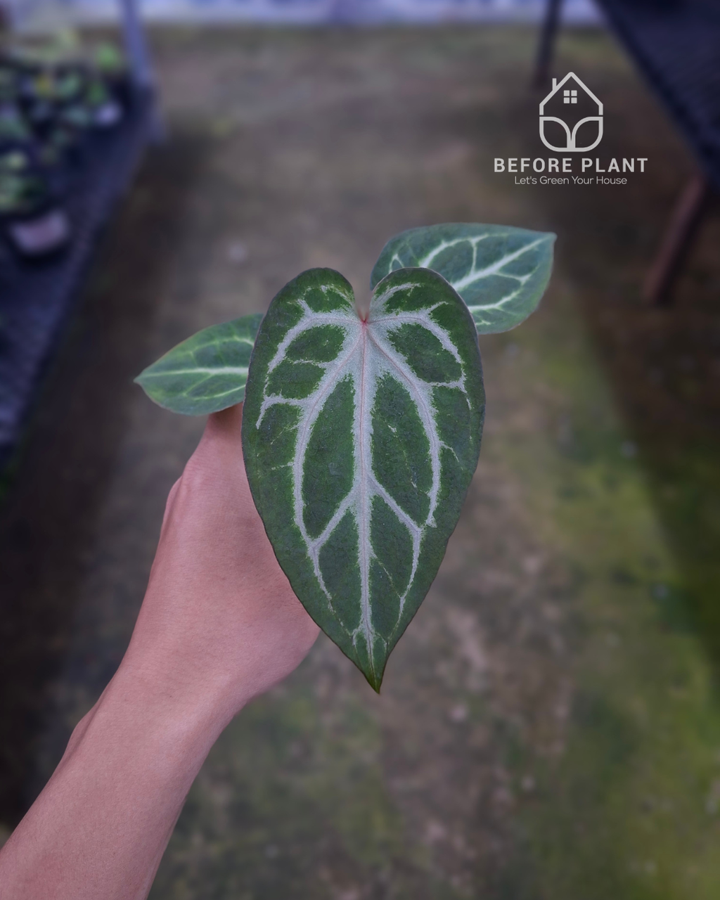 Anthurium Indigo x Silver Butterfly
