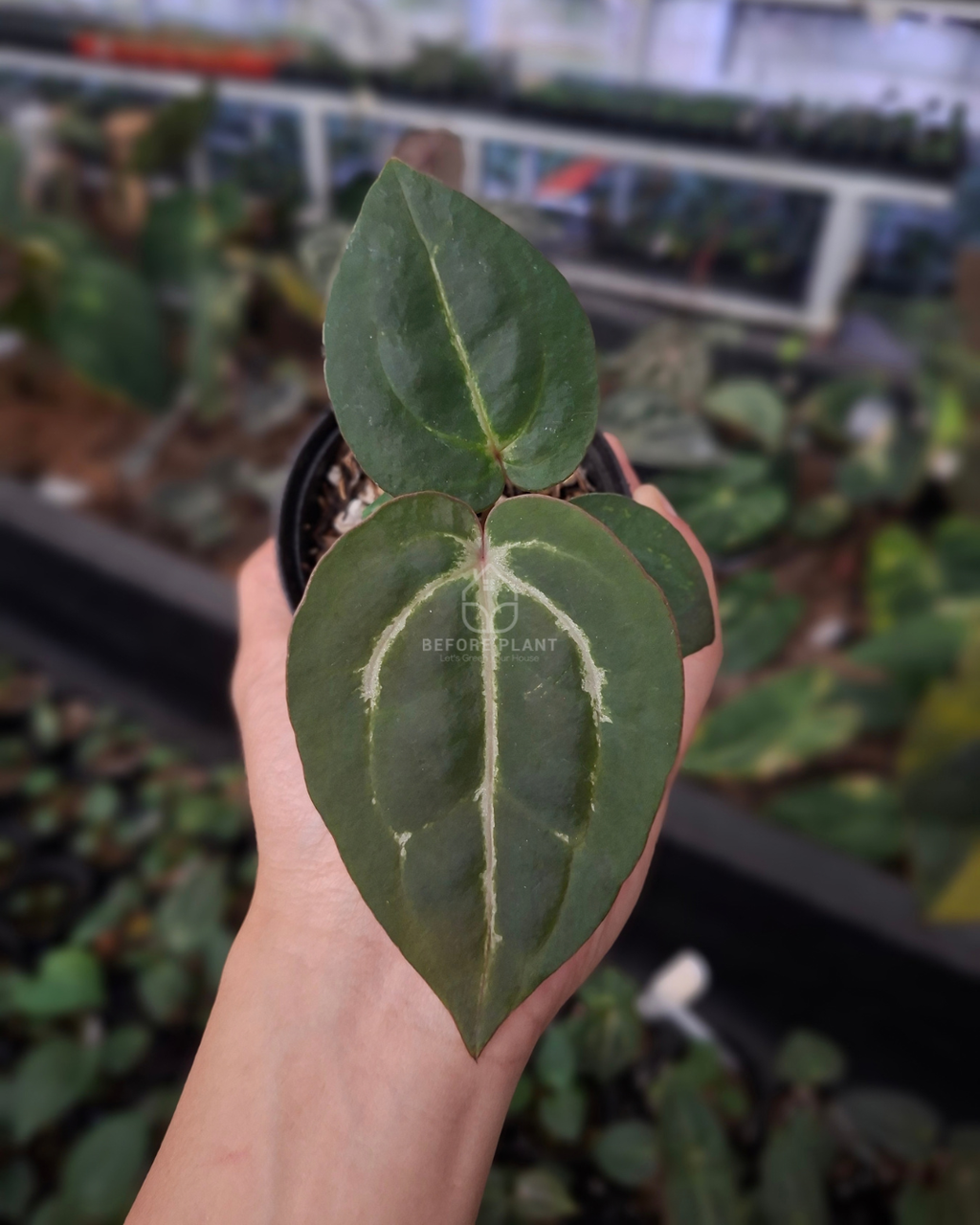 Anthurium Carla Porti NSE x Michelle Variegated